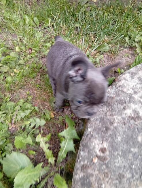 Buldog francuski