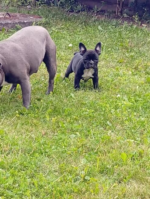 Buldog francuski