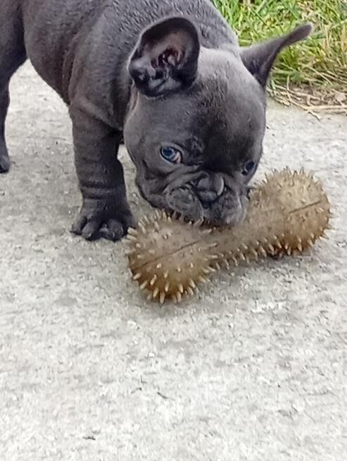 Buldog francuski