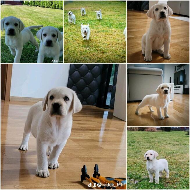 Labrador retriever