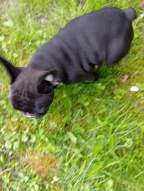 Buldog francuski