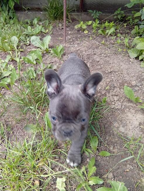 Buldog francuski
