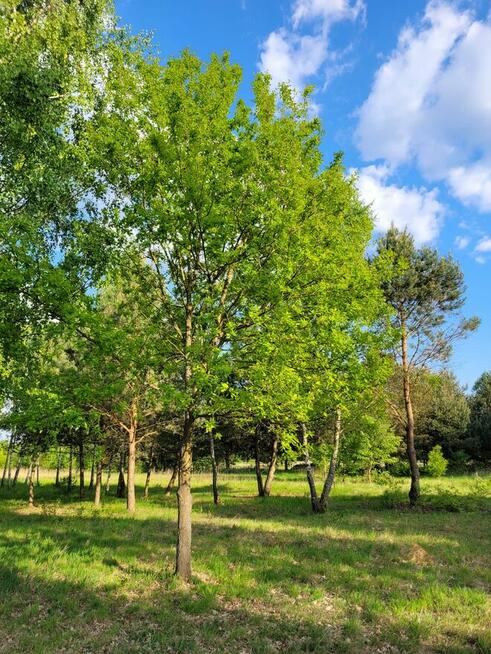 Działka BUDOWLANA Konary ul. Brzozowa 1500m2/ SOCHACZEW
