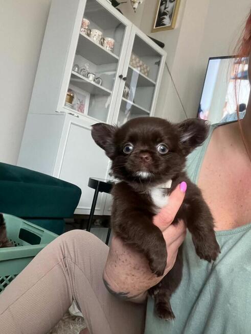 Chihuahua szczenięta