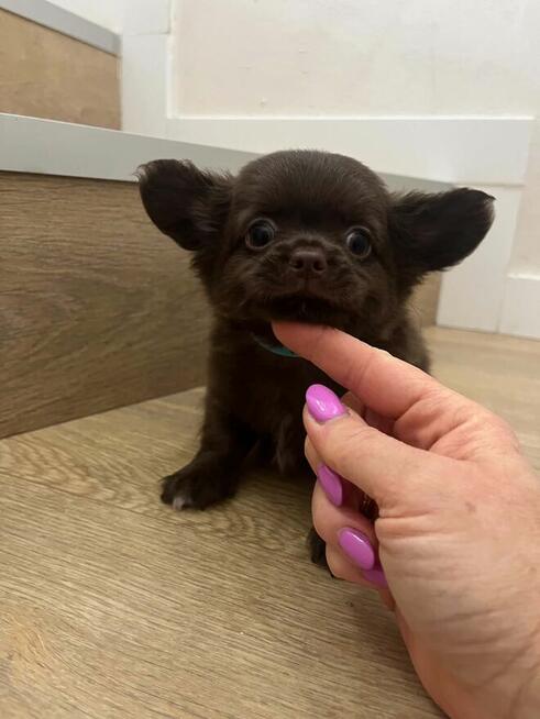 Chihuahua szczenięta