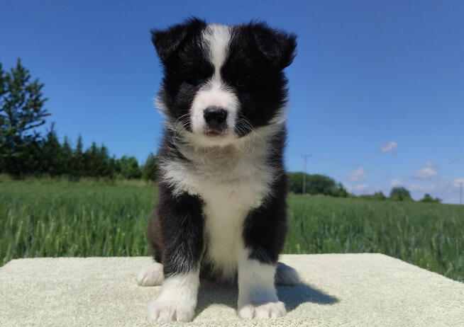 Piękny czarno-biały Border Collie, pies ZAFIR z hodowli, peł