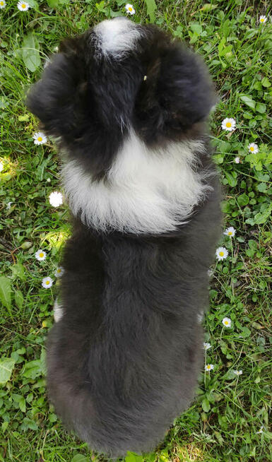 Piękny czarno-biały Border Collie, pies ZAFIR z hodowli, peł