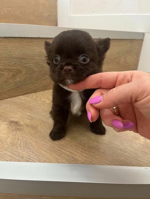 Chihuahua szczenięta