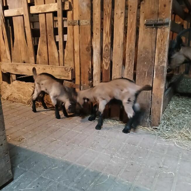 Przepiękny koziołek i kózka alpejska