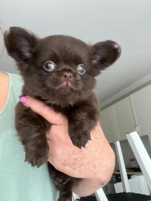 Chihuahua szczenięta