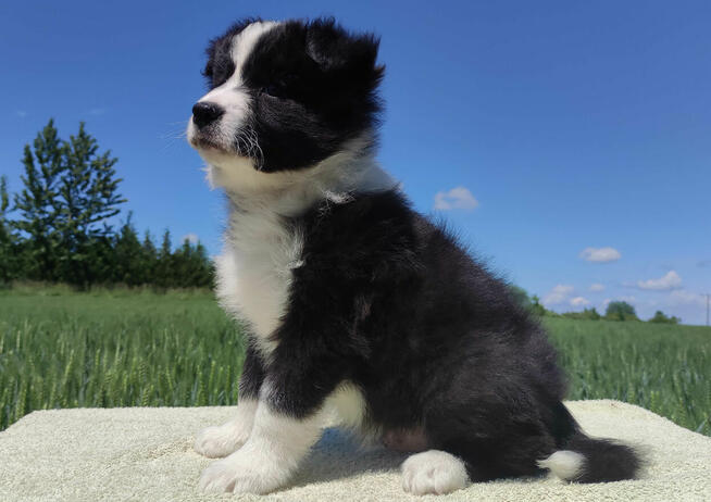 Piękny czarno-biały Border Collie, pies ZAFIR z hodowli, peł