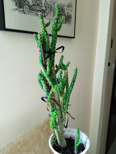 Cylindropuntia subulata- sukulent ten i inne...