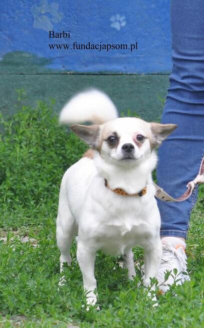 Barbi