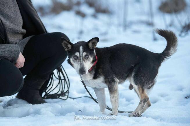 Olaf – uroczy psi staruszek szuka kochającego domu