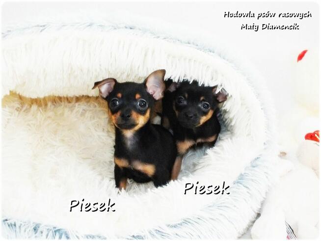 Mini Piesek Pinczer miniaturowy, tzw. Ratlerek Sarenka do RE