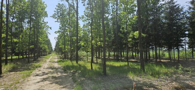 Działki bud. 1202M2; WZ; STUDNIE