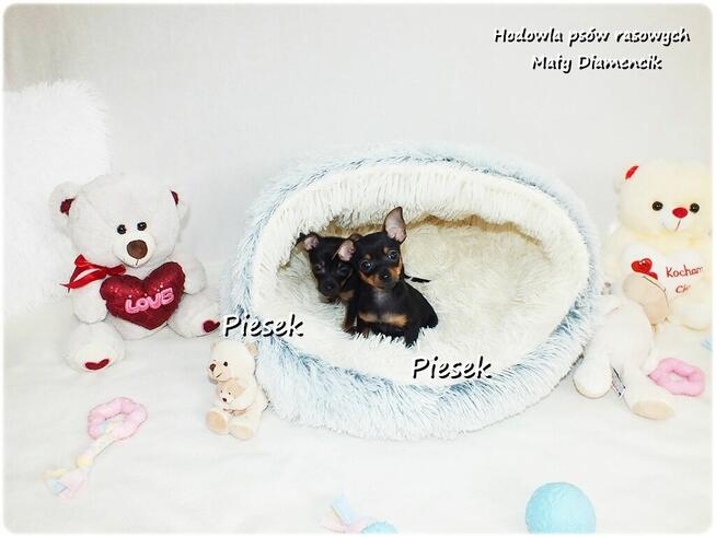 Mini Piesek Pinczer miniaturowy, tzw. Ratlerek Sarenka do RE