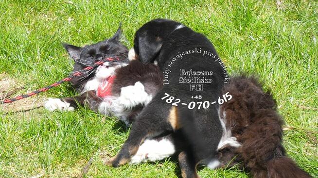 Duży szwajcarski pies pasterski szczenięta szczeniaki