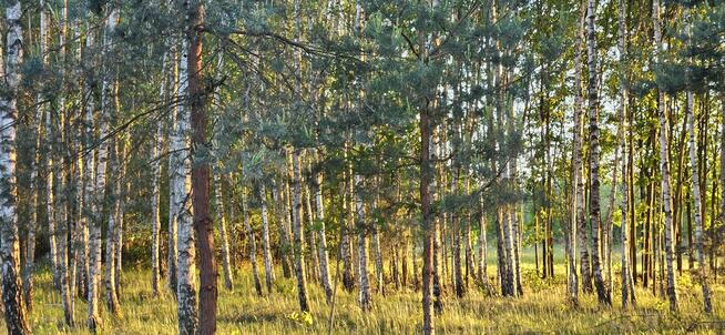 Działka bud.; 2900 M2; Łukawska Wola; WZ; ZADRZEWIONA