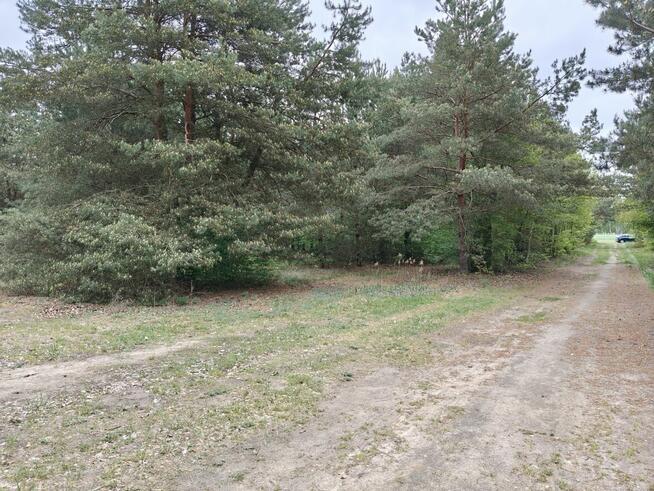 Syndyk sprzeda - Łacha