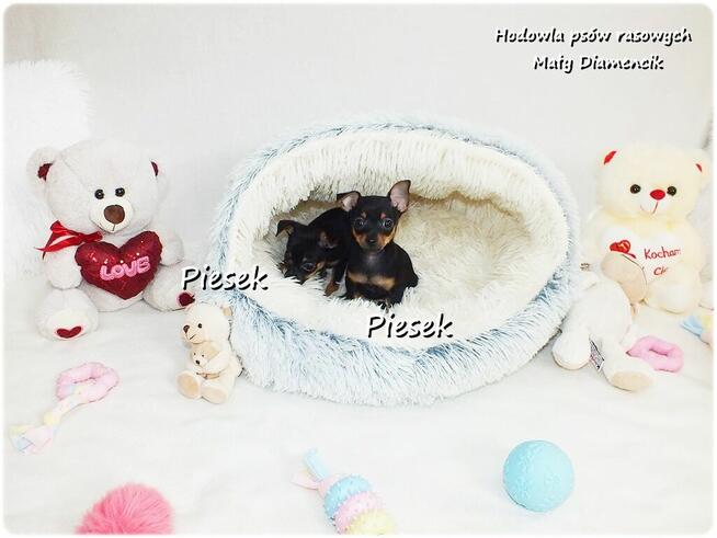 Mini Piesek Pinczer miniaturowy, tzw. Ratlerek Sarenka do RE