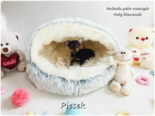Pinczer miniaturowy - Ratlerek, tzw. sarenka, Piesek nr1