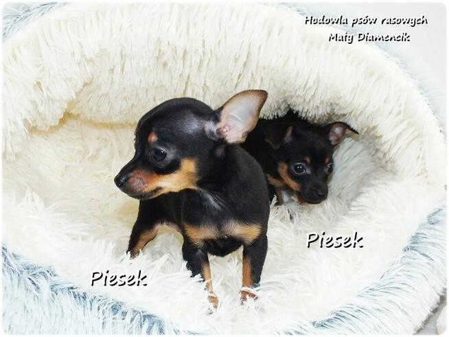 Mini Piesek Pinczer miniaturowy, tzw. Ratlerek Sarenka do RE