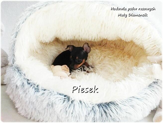 Pinczer miniaturowy - Ratlerek, tzw. sarenka, Piesek nr1