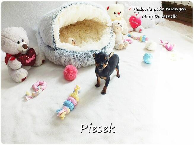 Pinczer miniaturowy - Ratlerek, tzw. sarenka, Piesek nr1