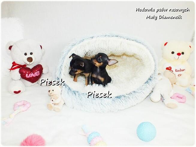 Mini Piesek Pinczer miniaturowy, tzw. Ratlerek Sarenka do RE