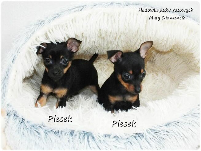 Mini Piesek Pinczer miniaturowy, tzw. Ratlerek Sarenka do RE
