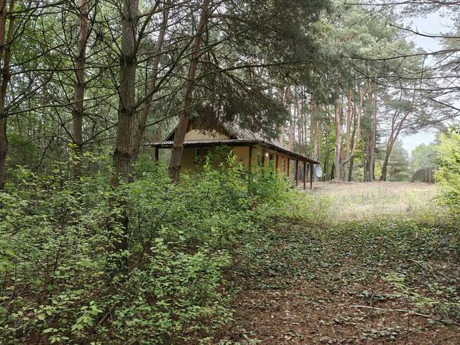 Syndyk sprzeda - Łacha