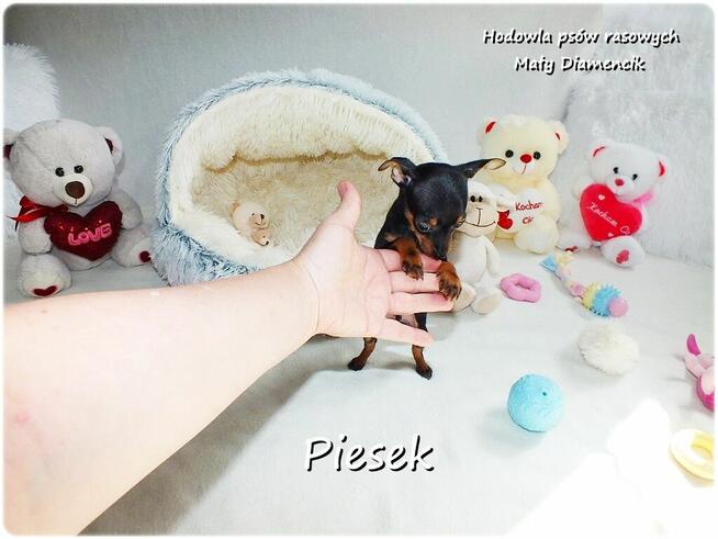 Pinczer miniaturowy - Ratlerek, tzw. sarenka, Piesek nr1
