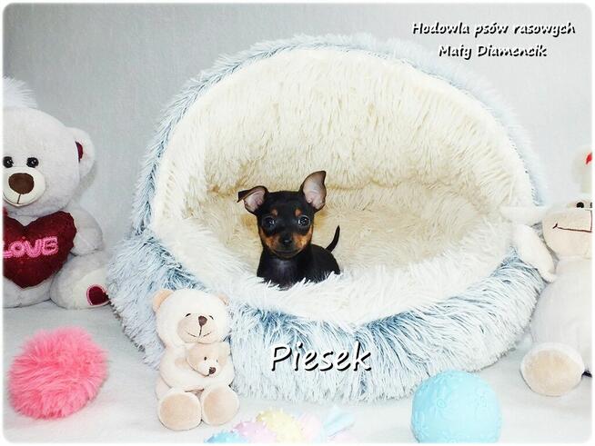 Pinczer miniaturowy - Ratlerek, tzw. sarenka, Piesek nr1