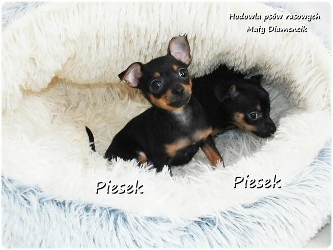 Mini Piesek Pinczer miniaturowy, tzw. Ratlerek Sarenka do RE