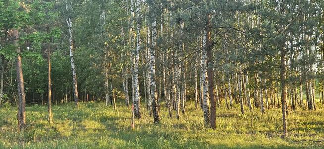 Działka bud.; 2900 M2; Łukawska Wola; WZ; ZADRZEWIONA