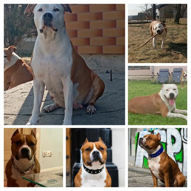 American Staffordshire Terrier