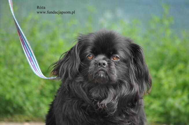 Róża