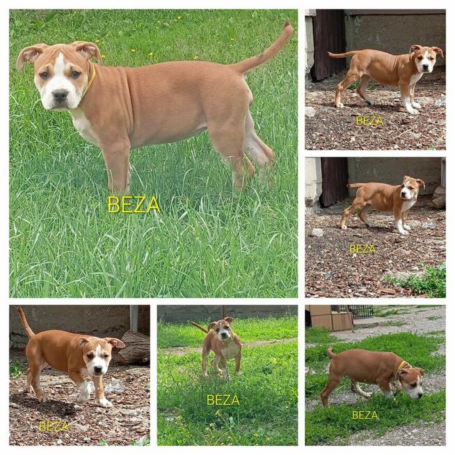 American Staffordshire Terrier