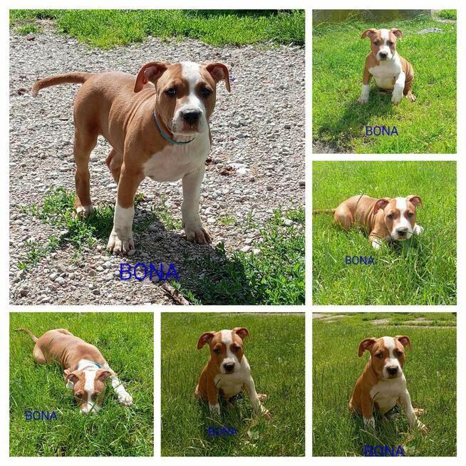 American Staffordshire Terrier