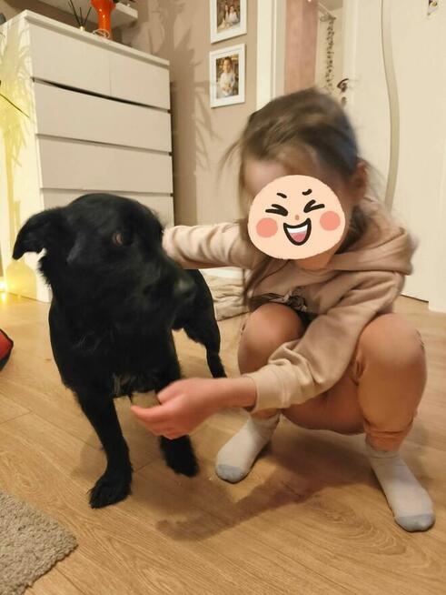 Przyjacielski młodziak kochający dzieci i ludzie szuka domu