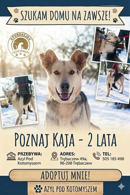 Pilne!!Kaja ok 2 let.wyjątkowa sunia czeka na dom Kotomysz