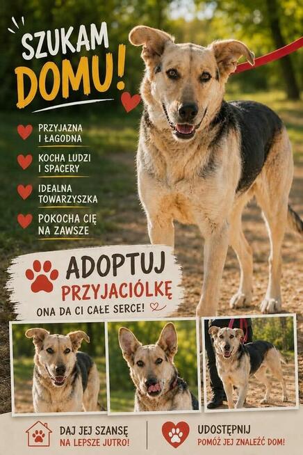 Pilne!!Kaja ok 2 let.wyjątkowa sunia czeka na dom Kotomysz