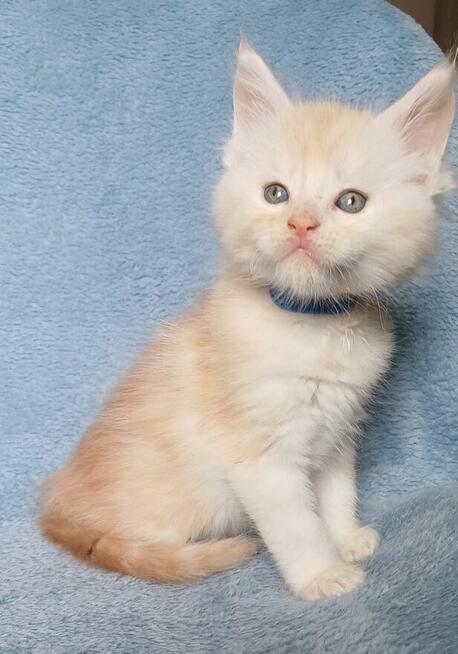 Maine Coon kocurek fpl