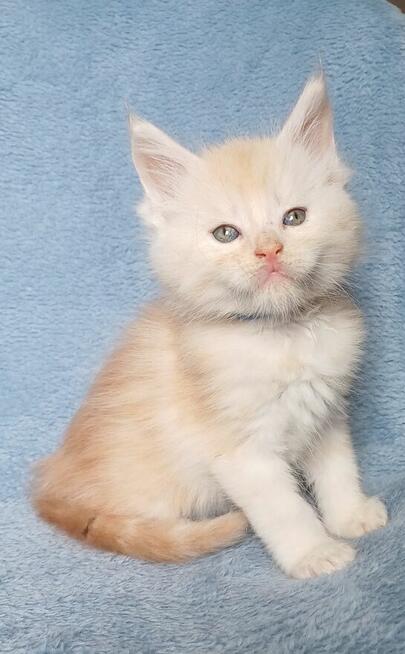 Maine Coon kocurek fpl