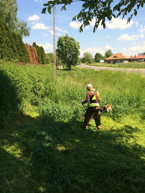 Zatrudnię osobę do koszenia traw i cięcia żywopłotów