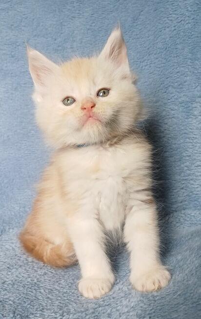 Maine Coon kocurek fpl