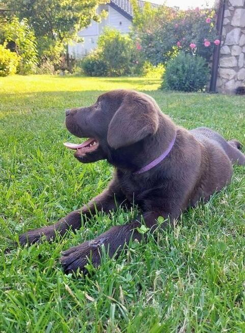Czekoladowy Labrador Retriever szczenię
