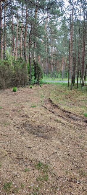Działka leśna 2,42 ha po całkowitym wyrębie