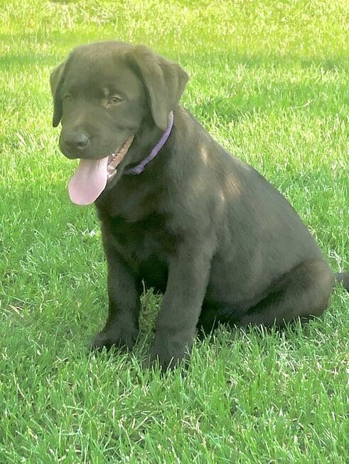 Czekoladowy Labrador Retriever szczenię